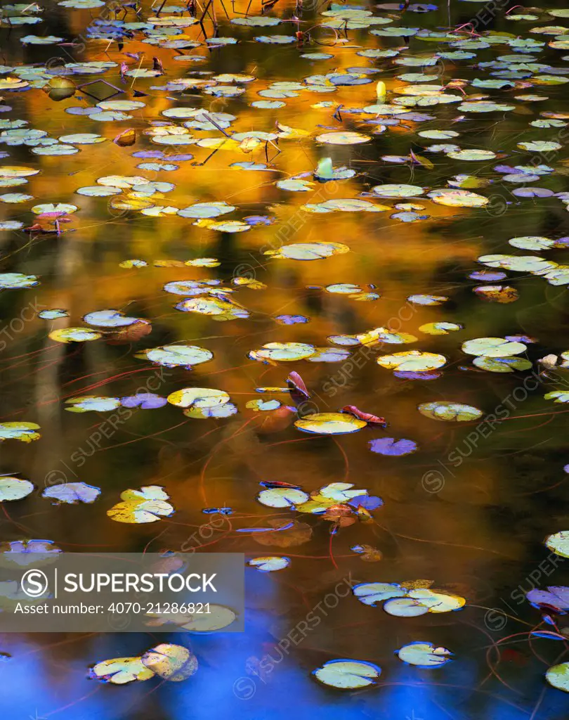 Water lily (Nuphar variegatum) leaves, Seal Cove Pond, Acadia National Park, Maine, USA, November.