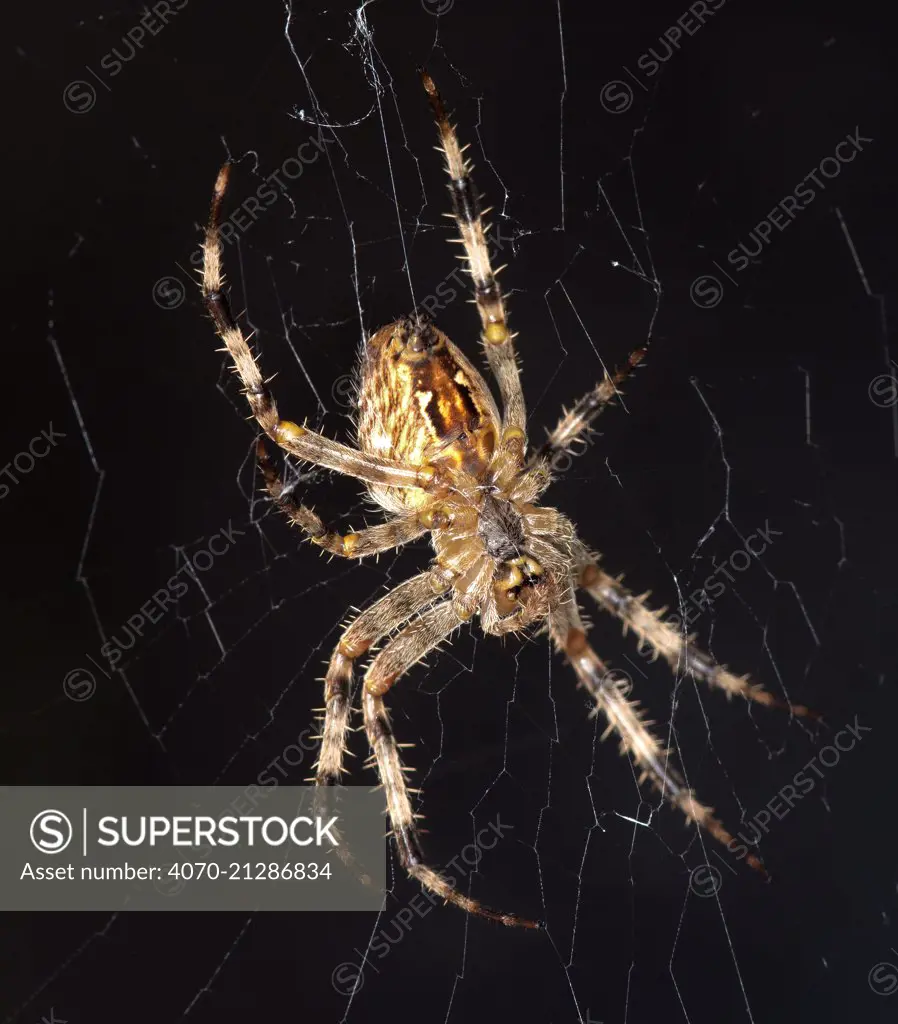 European Garden Spider, (Araneus diadematus) on web, captive.