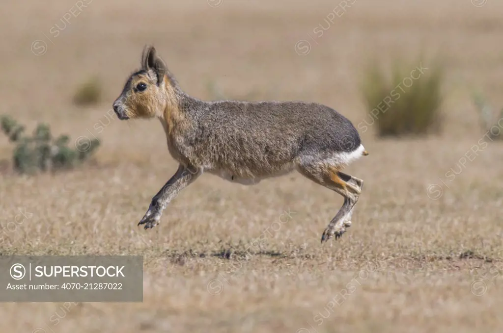 Patagonian mara / cavy (Dolichotis patagonum) stotting. Valdes Peninsula, Chubut, Patagonia, Argentina.