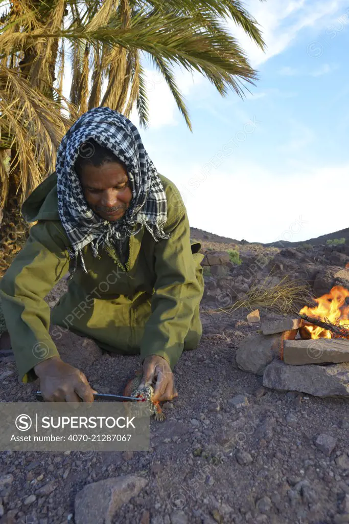 Local Berber man preparing Spiny-tailed lizard (Uromastyx nigriventris) to cook on fire, near Ouarzazate, Morocco, October 2013.