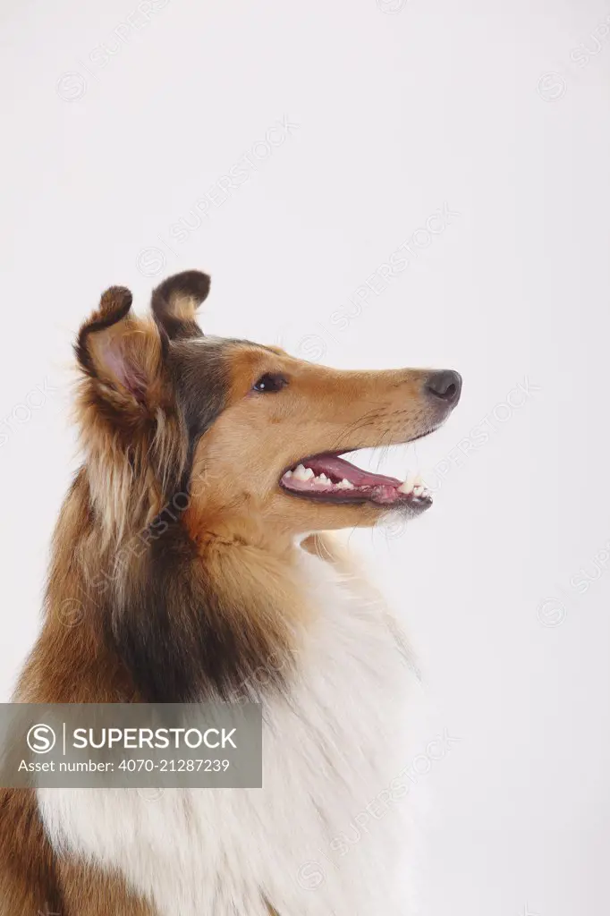 Rough Collie, sable-white male, portrait against white background.