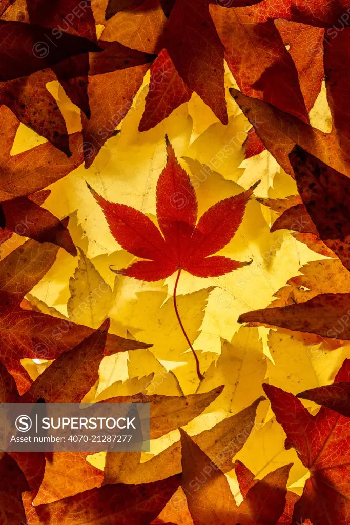 Maple leaves backlit on lightbox, Broxwater, Cornwall, UK. November 2013.