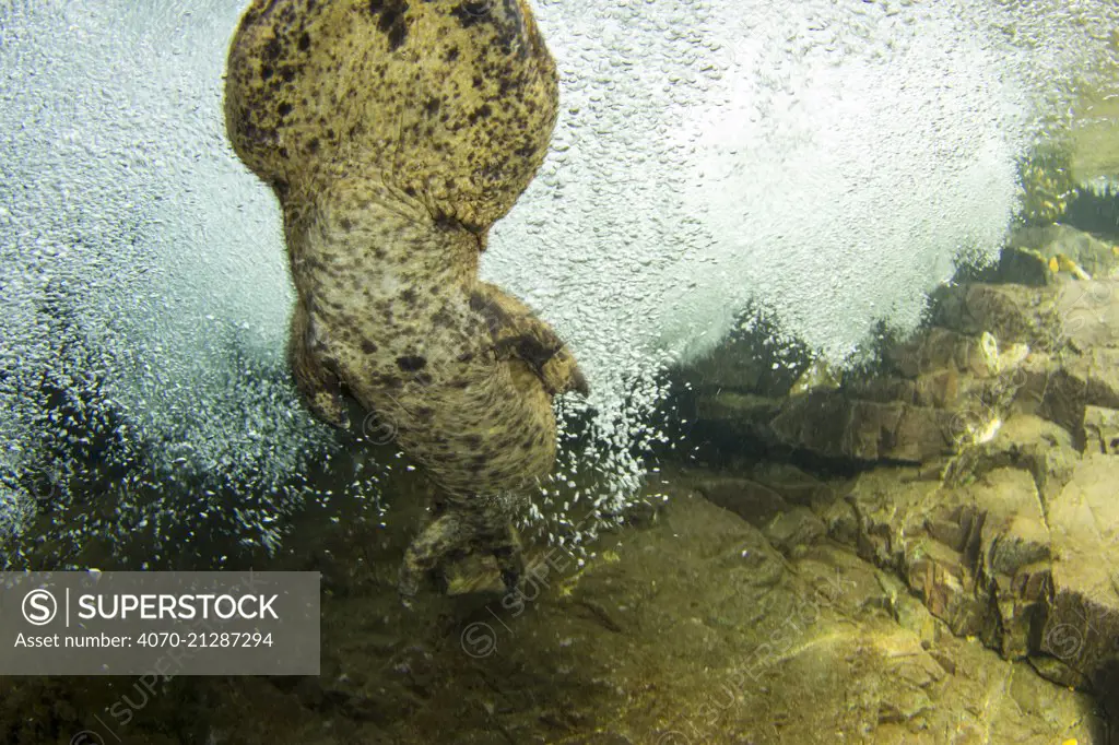 Snorkeling with Japanese Giant Salamanders in Japan.