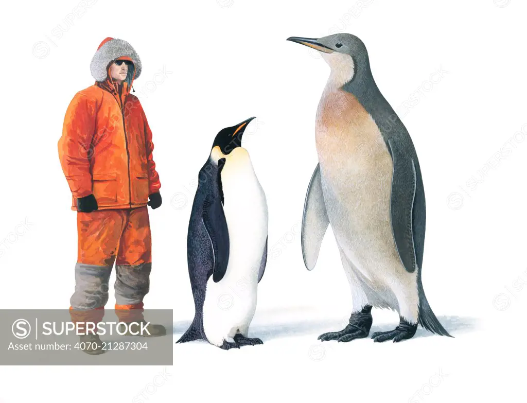 Illustration of extinct Mega Penguin (Palaeeudyptes klekowskii) with human and Emperor penguin (Aptenodytes forsteri) for scale. Mega Penguins were the largest and heaviest penguins ever, with this species reaching 2 metres in height. Palaeeudyptes klekowskii lived 37 to 40 million years ago, and fossils of this species were found on Seymour Island, off the Antarctic peninsula