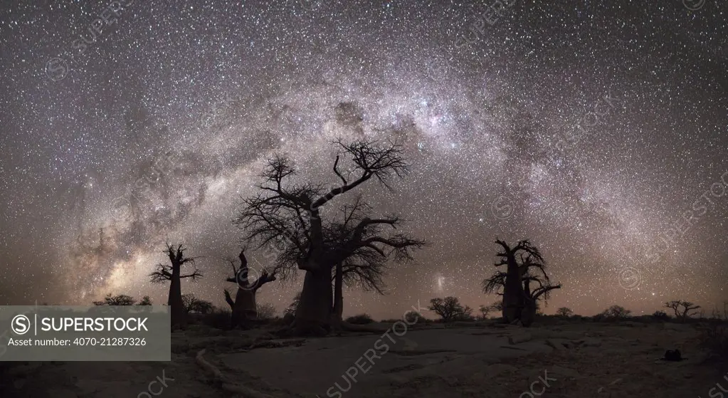 Panoramic view of the Milky Way over baobab trees. Kubu Island, Makgadikgadi pans, Botswana. May 2012.