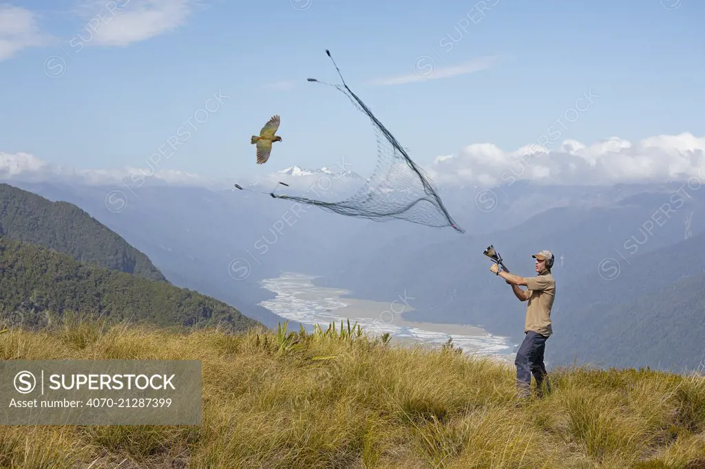 Researcher catching a flying Kea (Nestor notabilis) with net gun. Kea Research, South Island, New Zealand. January. Model released.Digital composite.