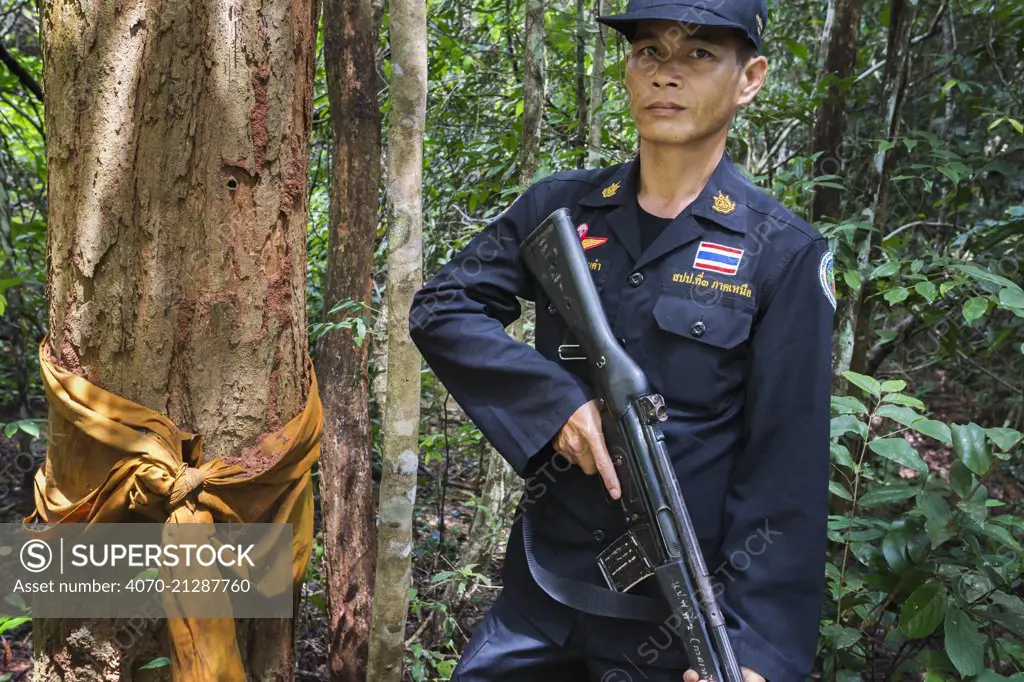 Siam rosewood tree (Dalbergia cochinchinensis) ordained by Buddhist monk, with forest guard, Thap Lan National Park, Dong Phayayen-Khao Yai Forest Complex, eastern Thailand, August, 2014.