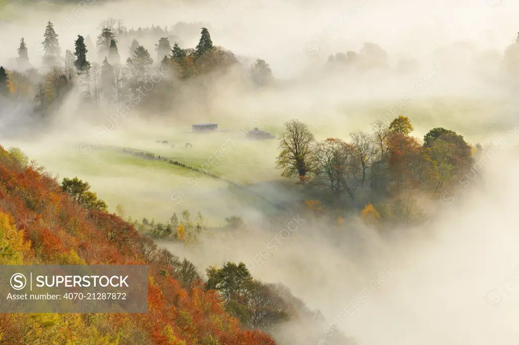 A misty morning over a mixed woodland in autumn,  Kinnoull Hill Woodland Park, Perthshire, Scotland, November 2011. Highly commended in the Wild Woods Category of the British Wildlife Photography Awards (BWPA) competition 2013