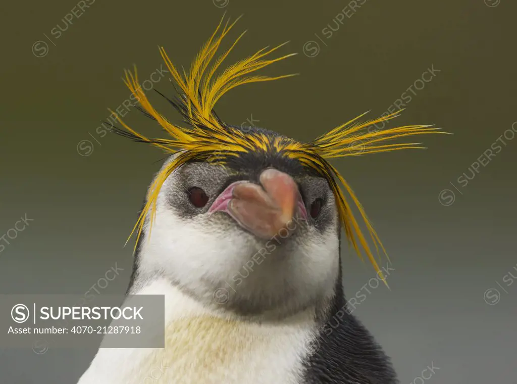 Royal Penguin (Eudyptes schlegeli) head portrait,  Macquarie Island, Sub-Antarctic Australia. November.