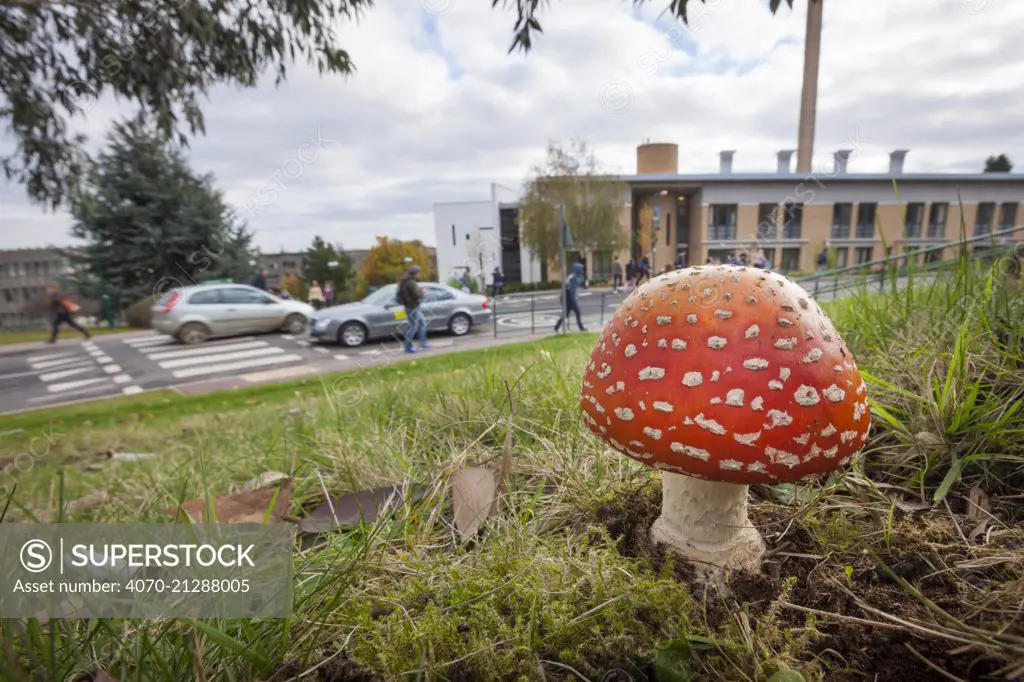 Fly Agaric (Amanita muscaria) toadstool growing on the University of Nottingham campus, UK, November