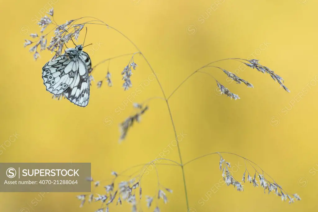 Marbled White butterfly (Melanargia galathea) resting on grass, Dunsdon Nature Reserve, Devon, UK. July