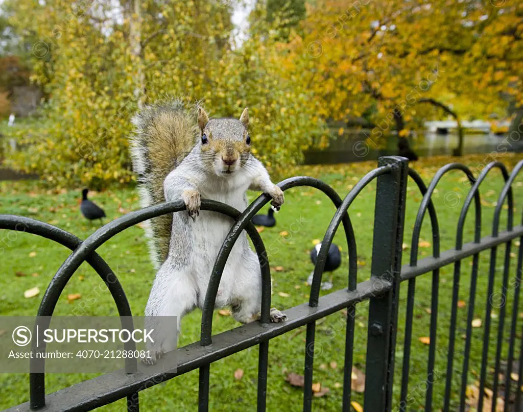 Grey Squirrel (Sciurus carolinensis) climbing on fence, St James Park, London, UK, October