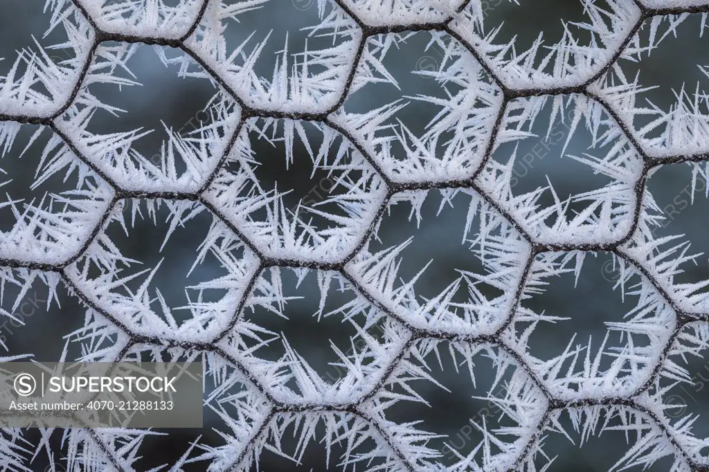 Chicken wire coated in hoar frost. Peak District National Park, Derbyshire, UK, December 2012.