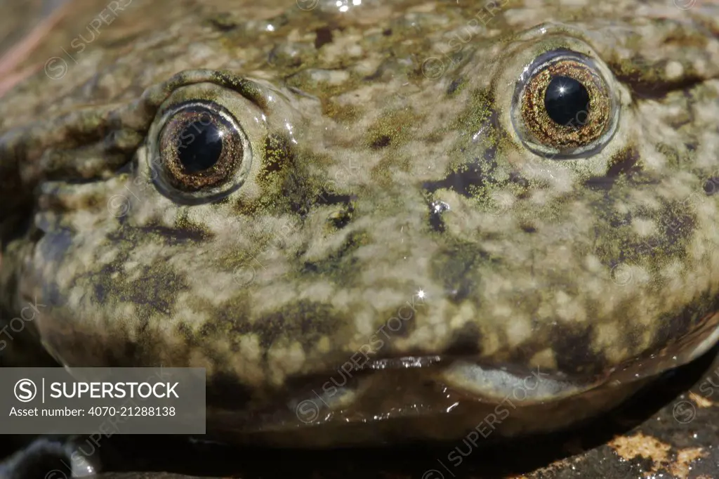 Saggy skinned frog (Telmatobius culeus) adult in Lake Titicaca, Andes on the border of Peru and Bolivia