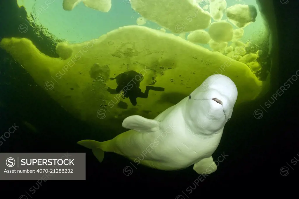 Scuba diver behind Beluga whale (Delphinapterus leucas) swimming under ice, Arctic circle Dive Center, White Sea, Karelia, northern Russia March 2010 Captive