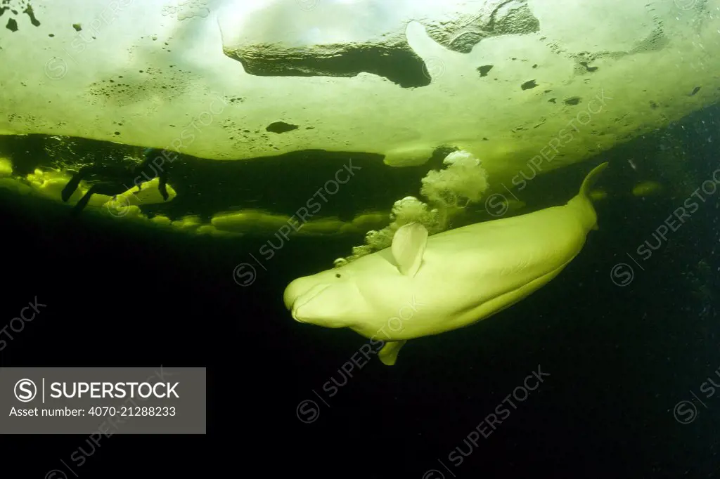 Beluga whale (Delphinapterus leucas) swimming under ice and exhaling air, Arctic circle Dive Center, White Sea, Karelia, northern Russia. Captive