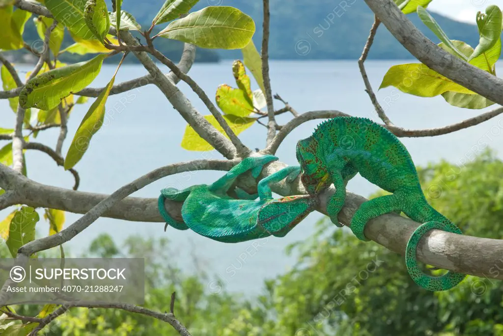 Male Panther Chameleons (Furcifer pardalis) fighting. Nosy Be, Madagascar. Photograph taken on location for BBC 'Wild Madagascar' Series, January 2010