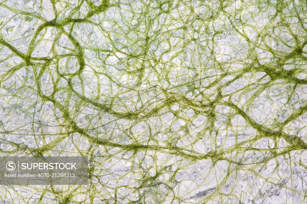 Algae captured in ice, taken at a fen in the Deeler Woud Nature Reserve, Veluwe, the Netherlands, January