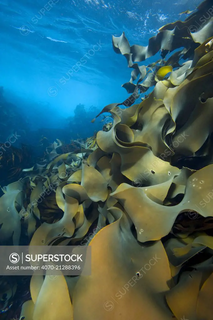 Fronds of bull kelp (Durvillaea potatorum) beneath waves. The Laterns, Tasmania, Australia. Tasman Sea.