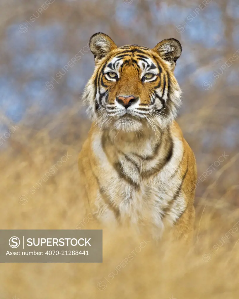 Bengal Tiger (Panthera tigris tigris) female 'Machali', Ranthambore NP, India