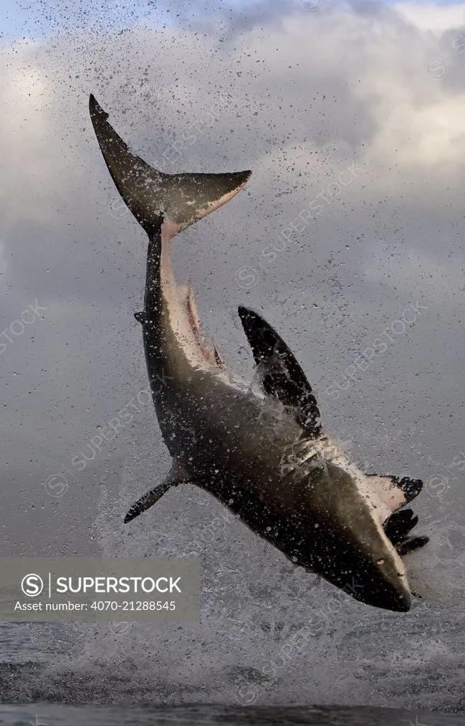 Great white shark (Carcharodon carcharias) breaching whilst attacking seal decoy, Seal Island, False Bay South Africa.