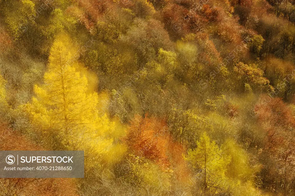 Abstract shot at dawn over a mixed woodland in autumn. Kinnoull Hill Woodland Park, Perthshire, Scotland, November.