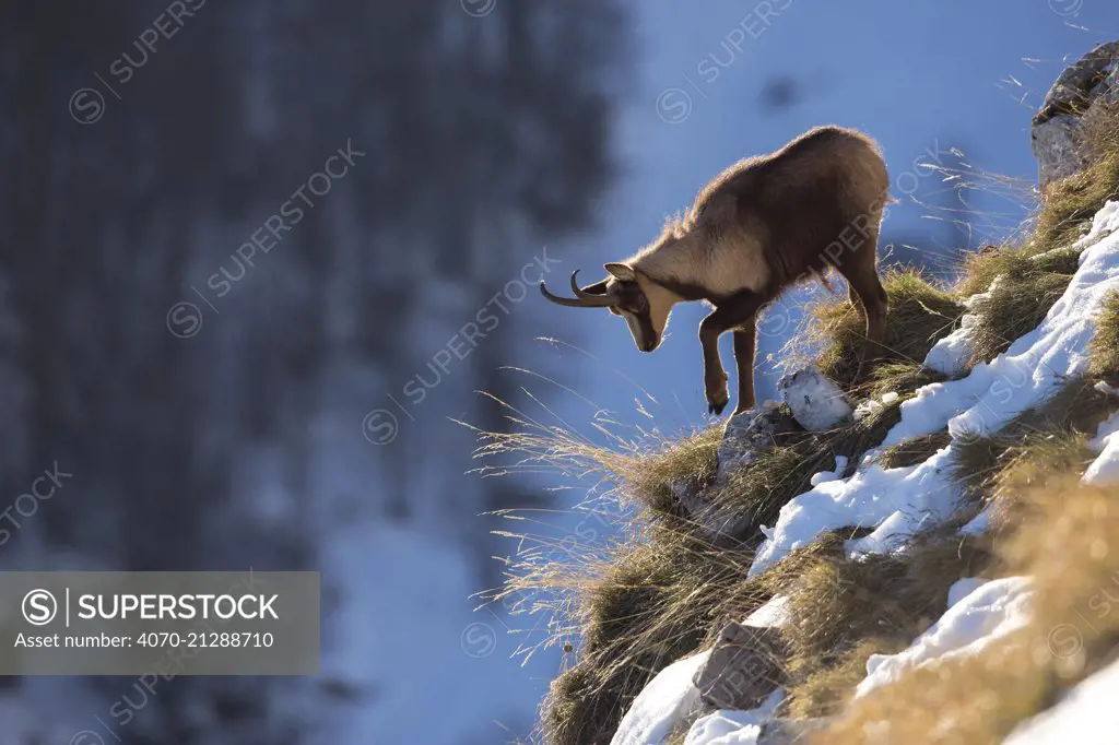 Abruzzo Chamois