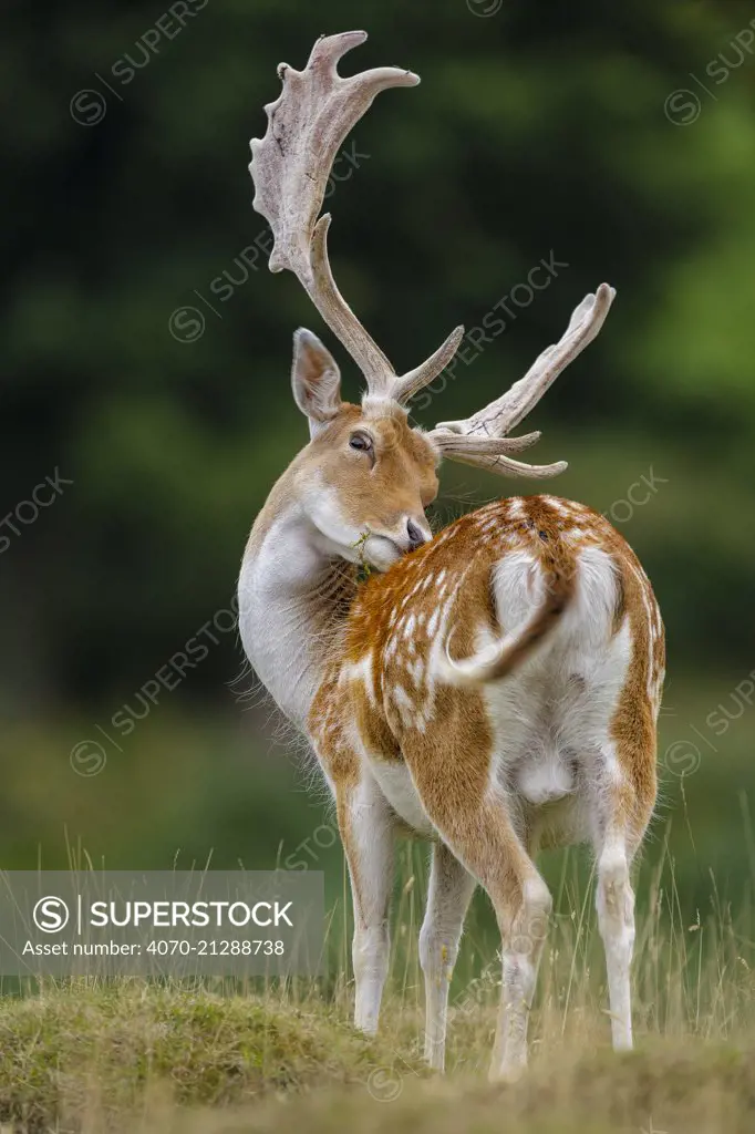 Fallow deer (Dama dama) buck grooming, antlers in velvet.  North Island, New Zealand, January. Introduced species.