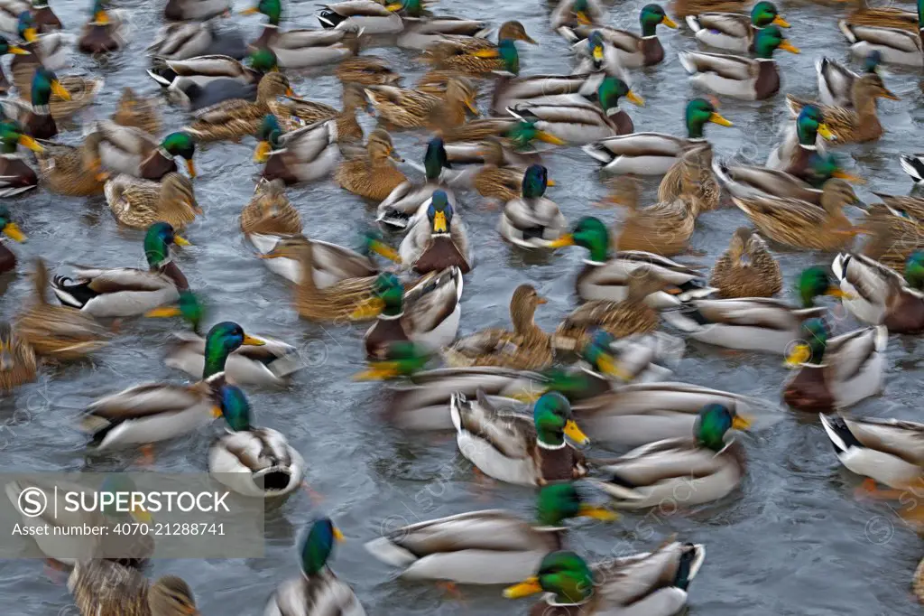 Mallard ducks (Anas platyrhynchos) large group feeding, motion blur image, Southern Norway. January.