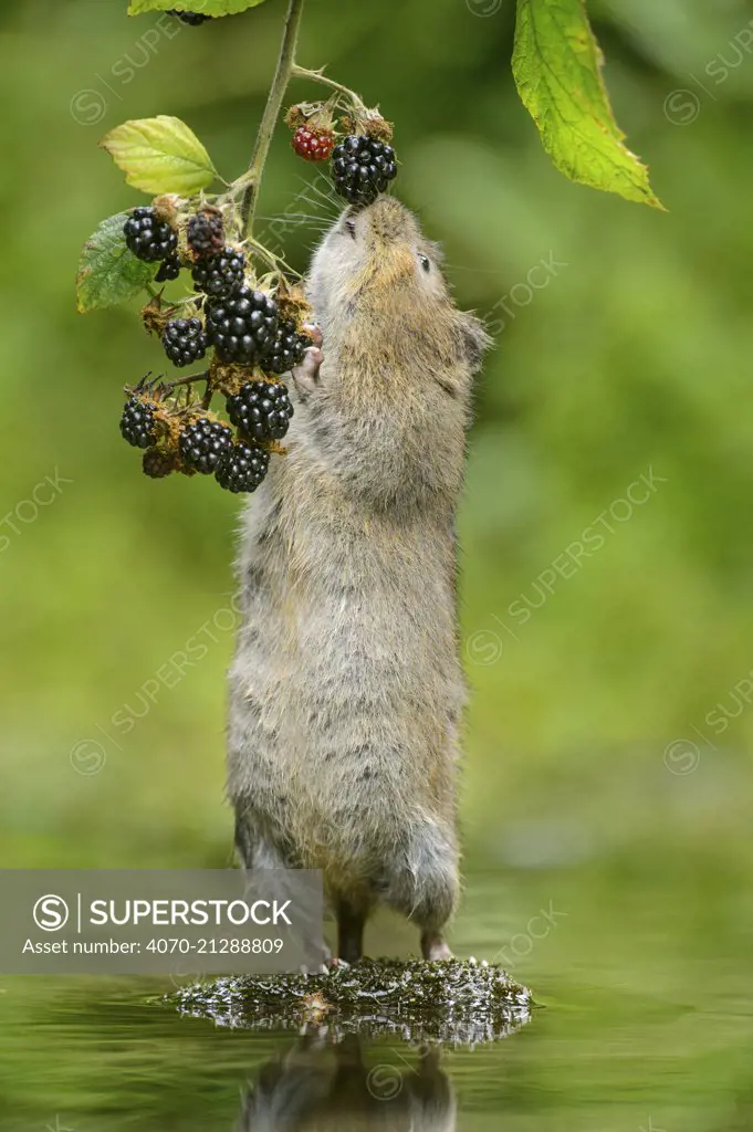 Water vole (Arvicola amphibius) standing on hind legs sniffing blackberry, Kent, UK, September.