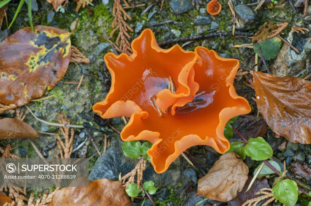 Orange Peel Fungus (Aleuria aurantia) Snowdonia, Wales, UK, October.