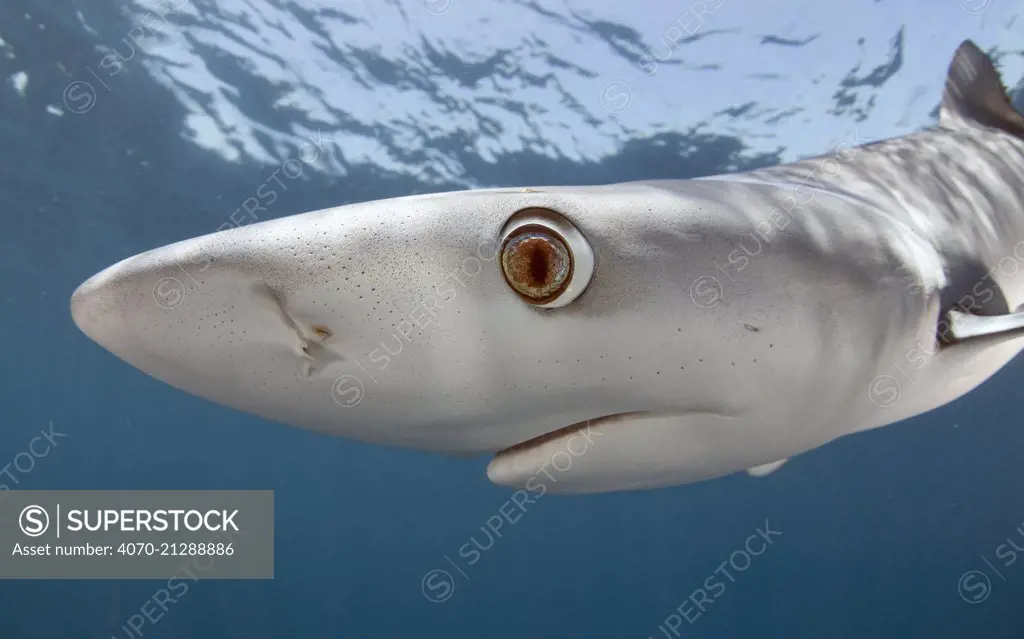 Blue shark (Prionace glauca) Cape Point, South Africa