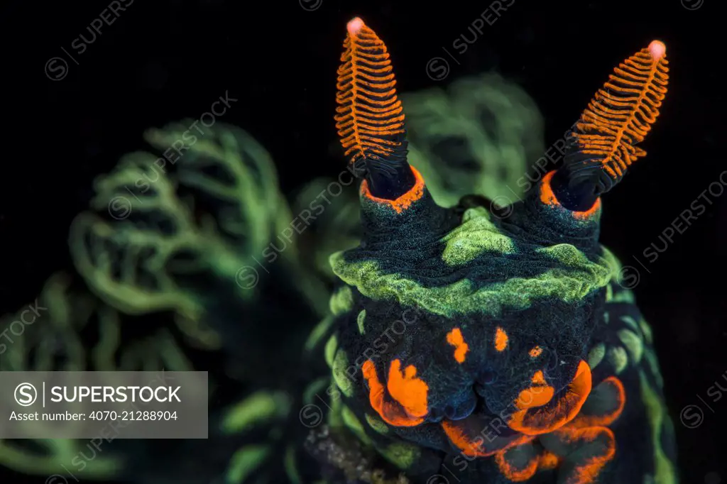 High magnification photo of Nudibranch (Nembrotha kubaryana), showing orange mouth parts and sensory rhinophores, and green gills (out of focus) Bitung, North Sulawesi, Indonesia. Lembeh Strait, Molucca Sea. Finalist, Wildlife Photographer of the Year (WPOY) 2014 competition, Amphibians and Reptiles category.