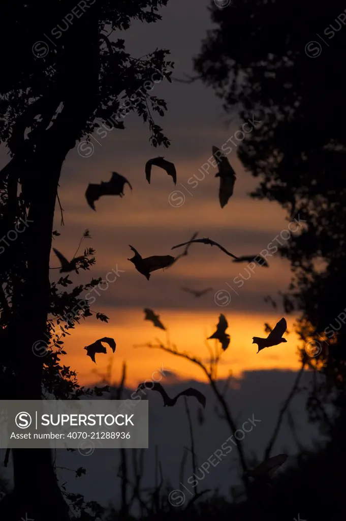 Straw-coloured fruit bats (Eidolon helvum) returning to daytime roost at dawn. Kasanka National Park, Zambia.