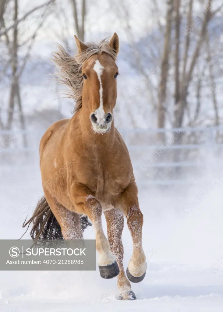 Chestnut Mustang running in snow, at ranch, Shell, Wyoming, USA. February.