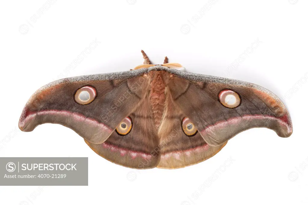 Tasar Silkmoth (Antheraea mylitta) male, photographed on a white background. Captive, originating from India.