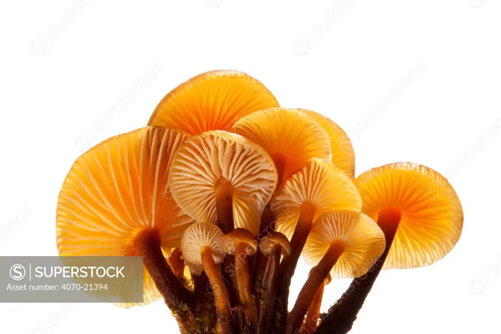 Velvet Shank / Winter Fungus (Flammulina velutipes)against a white background. Peak District National Park, UK, January.