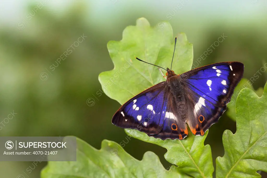Purple Emperor Butterfly (Apatura iris) male on English Oak (Quercus robur) leaf basking with wings open. Captive, UK