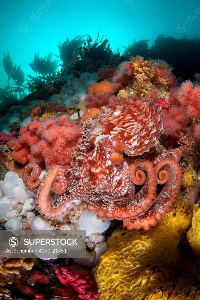 Pacific giant octopus (Enteroctopus dofleini) hunts for food on a colourful reef in Browning Pass, Vancouver Island, British Columbia, Canada