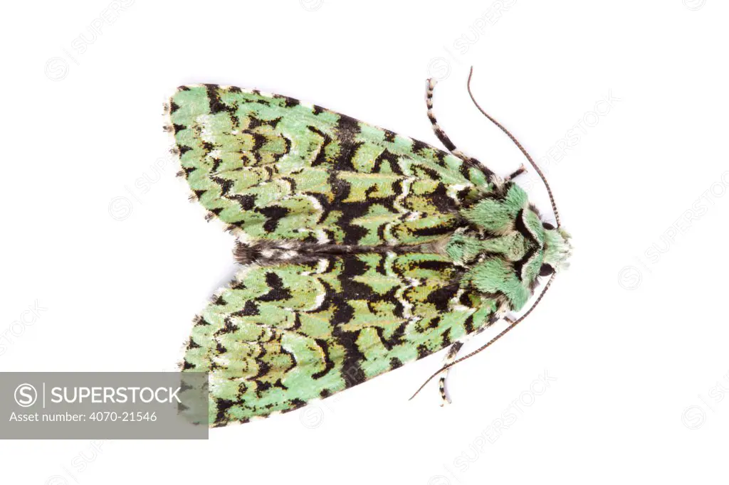 Merveille-du-Jour moth (Dichonia aprilina) on white background, Derbyshire, UK. October.