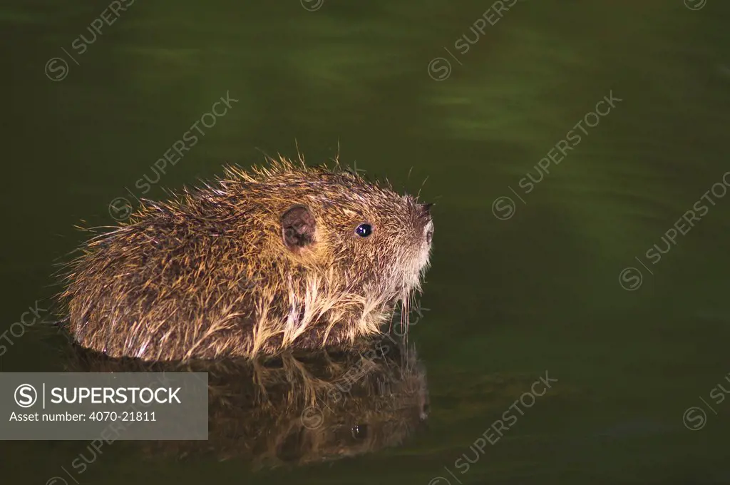 Young Coypu in water Myocastor coypus} La Brenne France