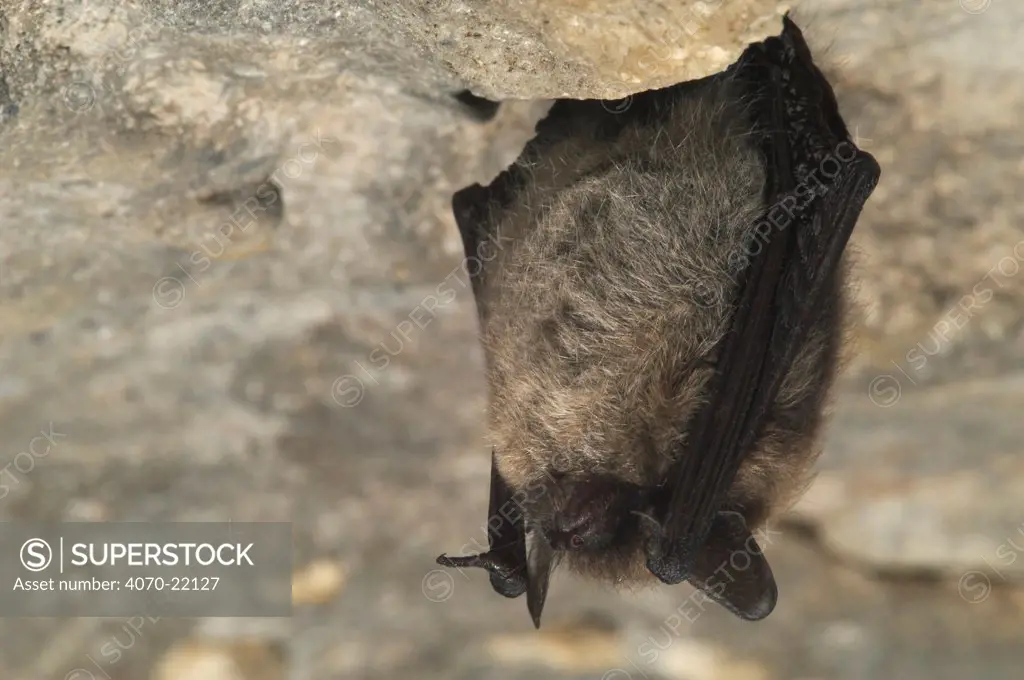 Whiskered bat hibernating in cave Myotis mystacinus} Belgium