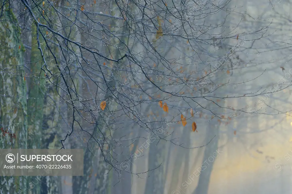 European beech (Fagus sylvatica) and Silver birch (Betula pendula) woodland in mist, Potsdam, Germany, January 2016.