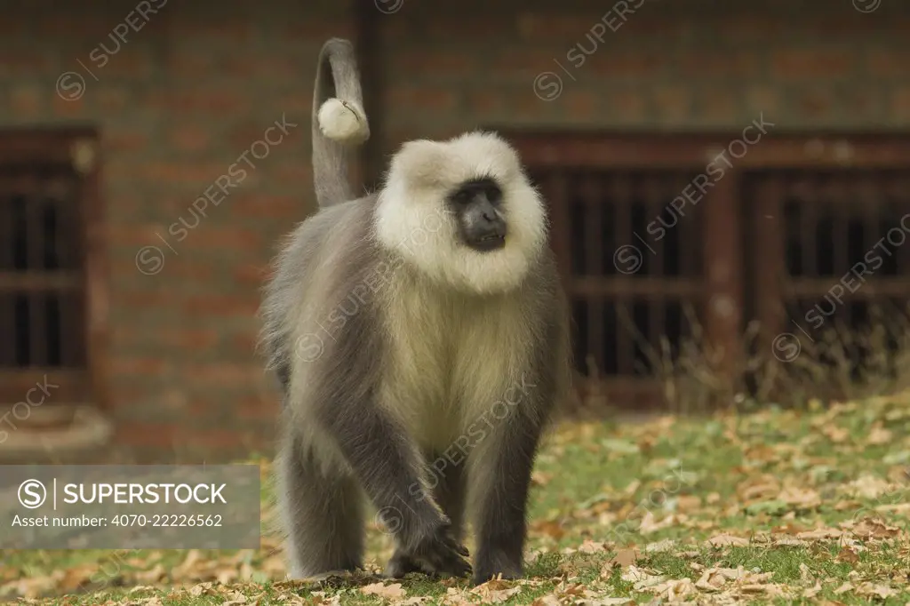 Kashmir Gray Langur / Chamba Sacred Langur (Semnopithecus ajax) outside building, Dachigam National Park, Kashmir, India.