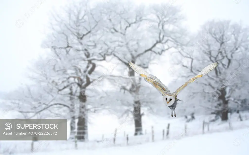 Barn owl (Tyto alba) flying in snow covered countryside, Surrey, England, UK, January. Digital composite.