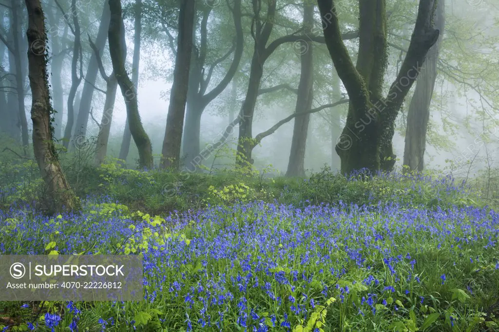 Track through Bluebells (Hyacinthoides non-scripta) in the woods near Minterne Magna, Dorset, England, UK, April..