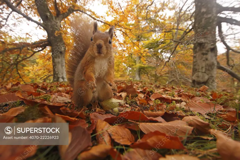 Red Squirrel (Sciurus vulgaris) in leaf litter in autumnal woodland, Highlands, Cairngorms National Park, Scotland, UK, October 2015.