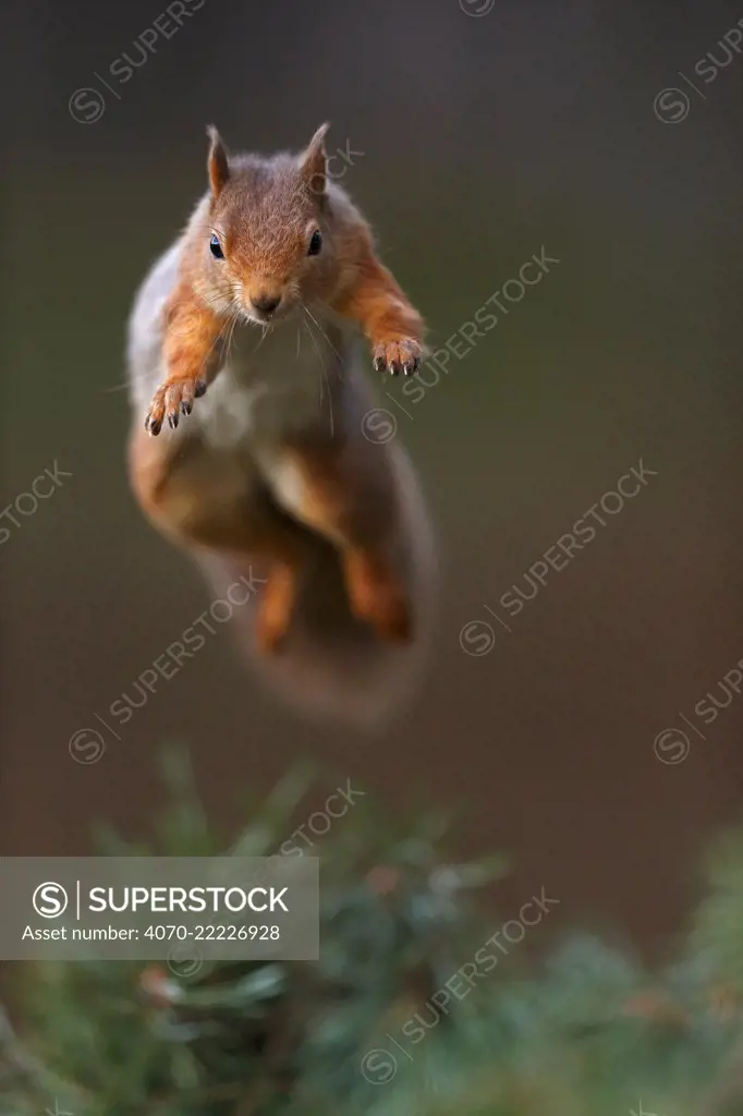 Red Squirrel (Sciurus vulgaris) in mid leap, the Cairngorms National Park, Highlands, Scotland, UK, November.