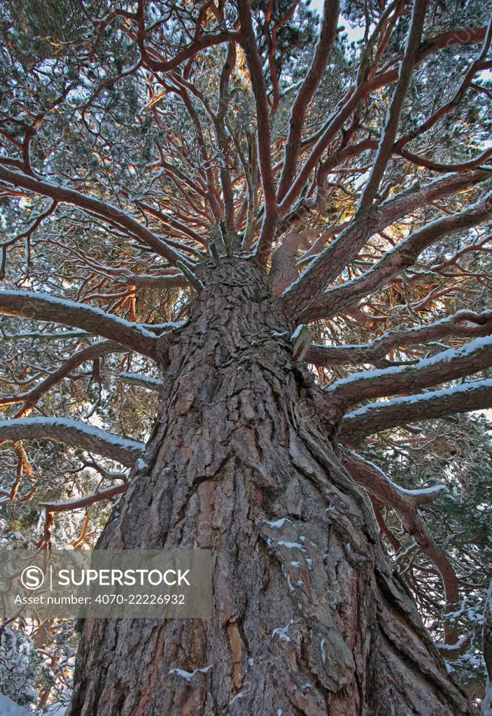 Ancient Scots pine tree (Pinus sylvestris) low angle view, Cairngorms National Park, Scotland, UK, December.