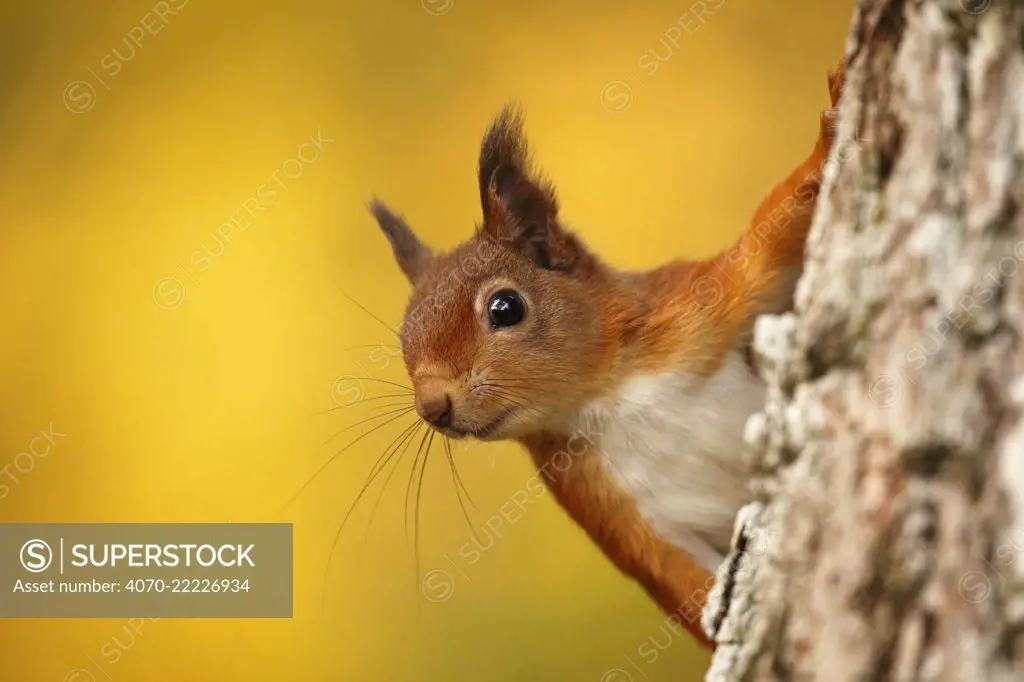 Red squirrel (Sciurus vulgaris) with autumn colours, Cairngorms National Park, Highlands, Scotland, UK. October.